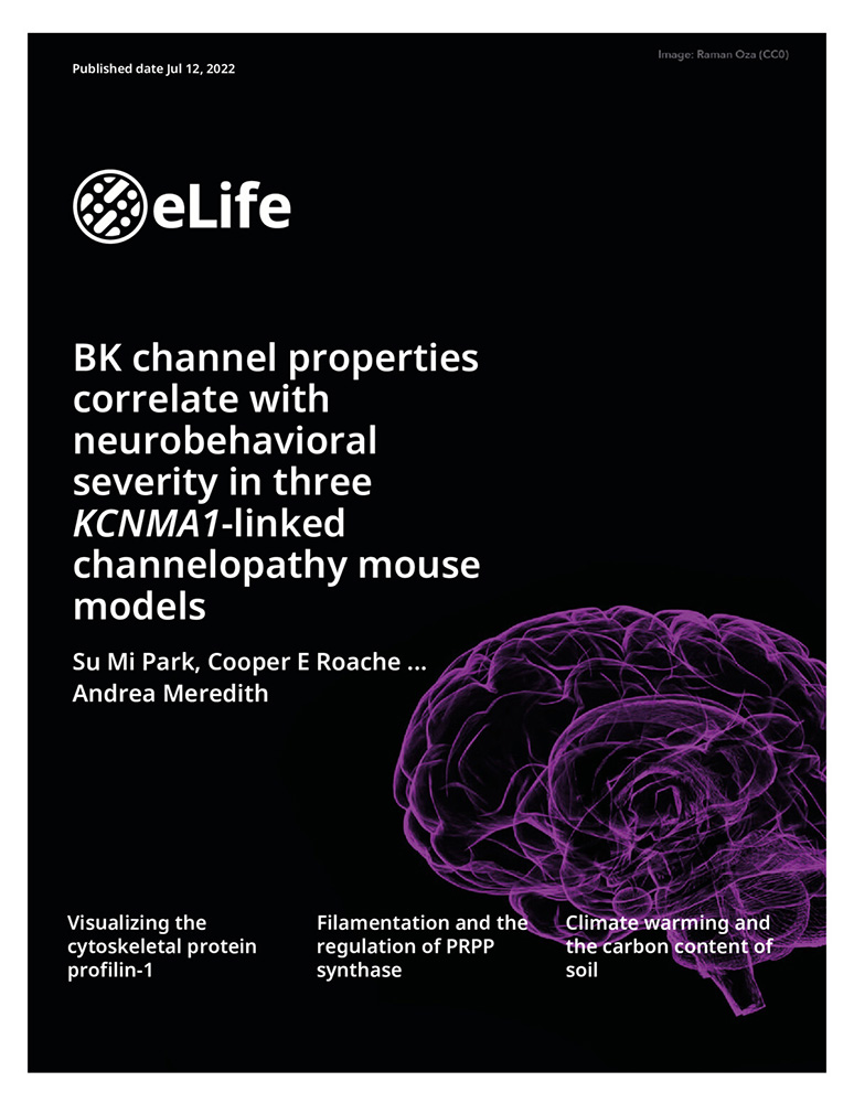 eLife BK channel Properties